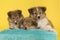 Three shetland sheepdog pups lying down on a blue cushion on a yellow background