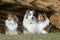 Three Shetland Sheepdogs