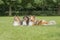 Three shetland sheepdogs lying down in a grass field