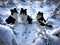 Three Shetland Sheepdogs in the snow