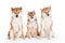 Three shiba inu dogs on white