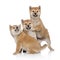Three Shiba inu puppies