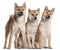 Three Shiba Inu puppies, 6 months old