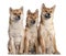 Three Shiba Inu puppies, 6 months old