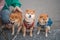 Three Shiba Inu puppies getting ready for a photoshoot