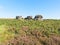 The Three Ships gritstone outcrop on Birchen Edge, Derbyshire