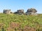 Three ships gritstone outcrop on Birchen Edge in Derbyshire