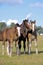 Three Shire Horse Foals