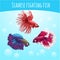 Three siamese fighting fish on a blue background