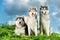 Three Siberian husky dog on grass