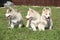 Three Siberian husky puppies