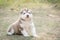 Three siberian husky puppies sleeping