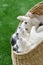 Three siberian husky puppies sleeping in a wicker bed