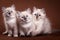 Three Siberian kitten