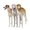 Three sighthound dogs