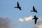 Three Silhouetted Ducks Flying in the Dark Evening Sky