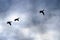 Three Silhouetted Ducks Flying in the Dark Evening Sky
