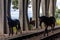 Three silhouettes of a horse walking on rails in the countryside