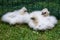 Three silkie chicks in a poultry enclosure of a farm