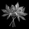 Three silver cassava leaves black background isolated closeup, black and white leaf, beautiful gray metal foliage, metallic flower