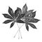 Three silver cassava leaves white background isolated closeup, black and white leaf, beautiful gray metal foliage, metallic flower