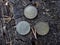 Three silver coins on gray wood in the open air