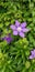 Three Simple Purple Spring Blossom