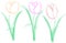 Three simple tulips - Vector