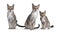 Three Singapura cats on white background