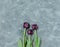 Three single purple-black tulips Black Prince on the bottom of the grey concrete background. Copy space for text