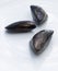 Three single sea mussels