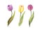 Three single tulips on white isolated, watercolor illustrator