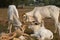 Three skinny white Cambodian cow. Countryside landscape in Kampot Province in southern Cambodia, Asia. A group of cows