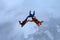 Three skydivers in the winter sky.