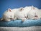 Three sleeping kittens on towel