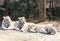 Three of sleepy white tigers with sunlight in the morning