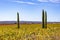 Three slender cypress in a vineyard near Valencia, Spain