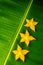 Three Slices of ripe yellow star fruit carambola or star apple starfruit on green banana leaf, vertical composition