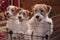 Three small adorable puppies of a Wirehaired Jack Russell Terrier.