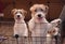 Three small adorable puppies of a Wirehaired Jack Russell Terrier