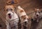 Three small adorable puppies of a Wirehaired Jack Russell Terrier.