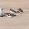 Three small birds called the Big-billed plover on sandy beach. Greater Sand Plover-Charadrius leschenaultii