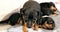 Three Small Black Miniature Pinscher Zwergpinscher, Min Pin Pupp