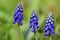 Three small blue pearl hyacinths stand after the rain with drops of water on a green meadow in the spring sunshine