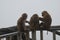 Three small brown soaked monkeys sit on the railing against the gloomy rainy sky and looking at the camera. Monkey grooming