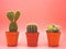 Three small cactus in flowerpot on pink pastel background