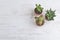 Three small cactus in terra cotta pot on white table