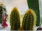 Three small cactus with yellow soft spikes