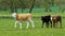 Three small calf, cow walk on spring meadow, Czech republic