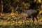 Three small cubs and Tigress Tadoba Chadrapur near Nagpur